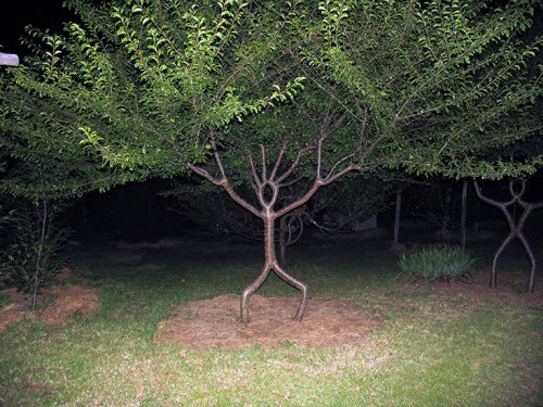 tree6